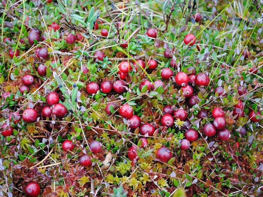 Клюква Болотная, четырехлепестная