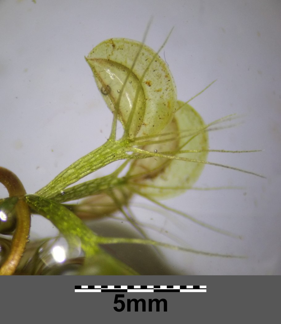 Насекомоядное растение альдрованда пузырчатая