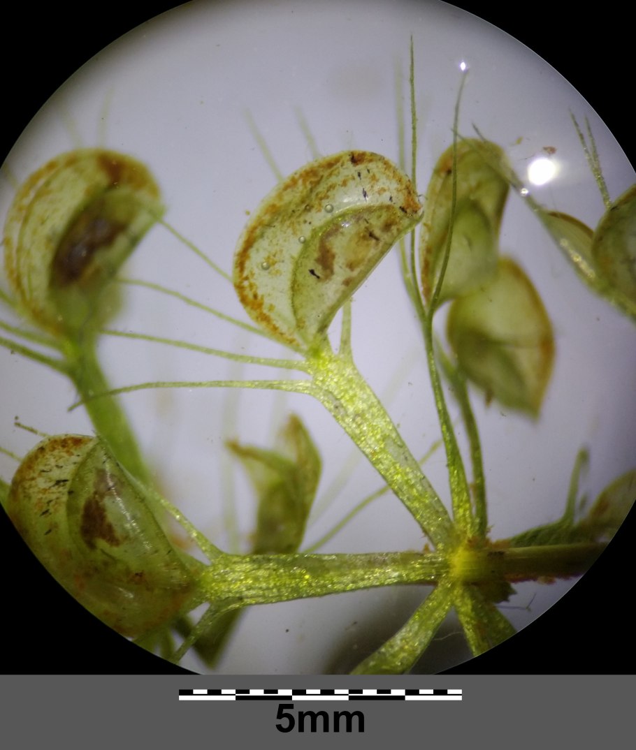 Aldrovanda vesiculosa