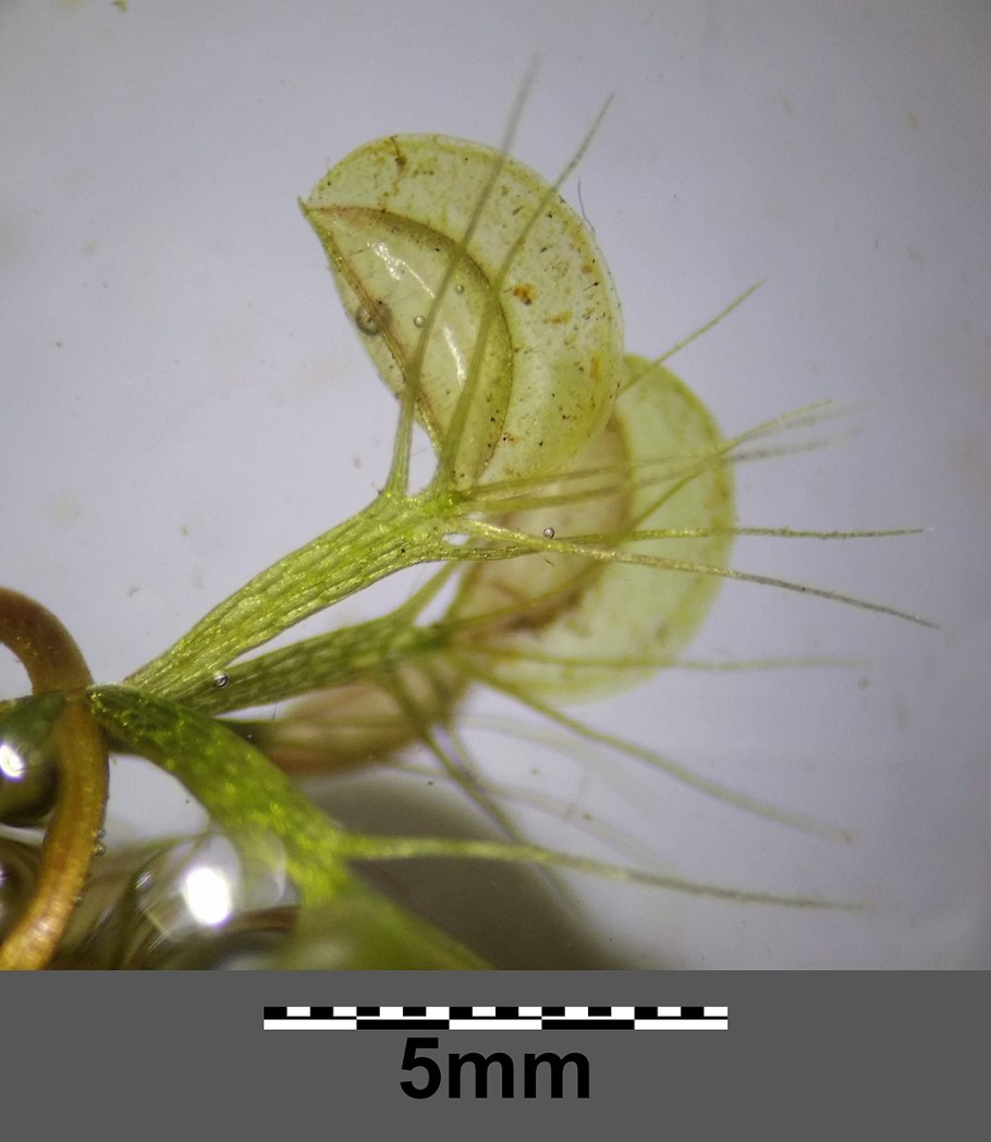 Appendicis vesiculosa