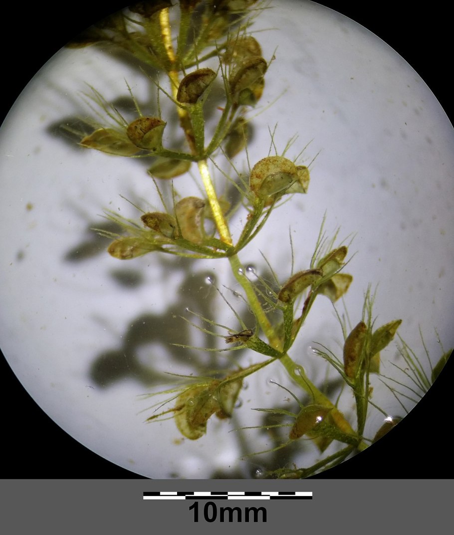 Пузырчатка альдрованда