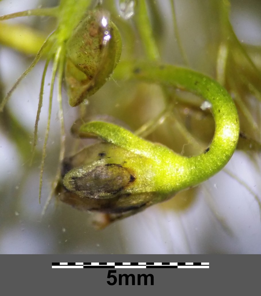 Альдрованда пузырчатая (Aldrovanda vesiculosa)