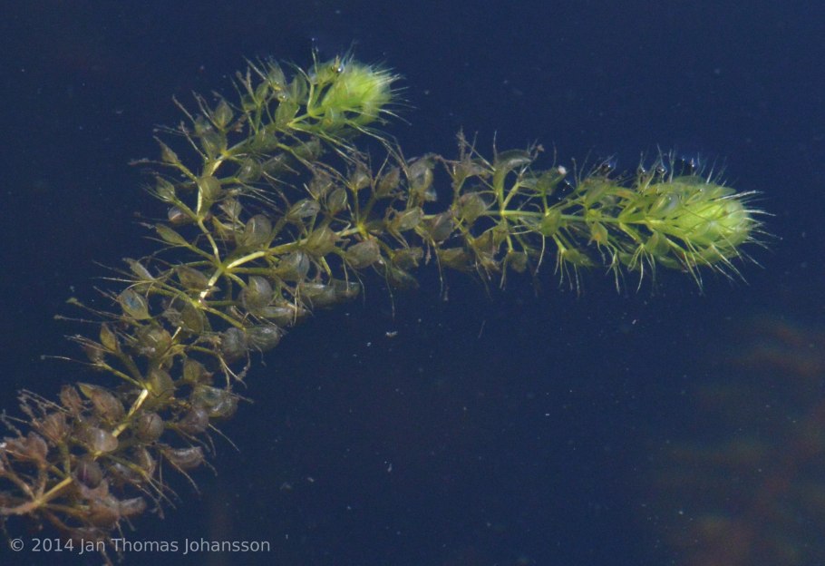 Хищные растения альдрованда