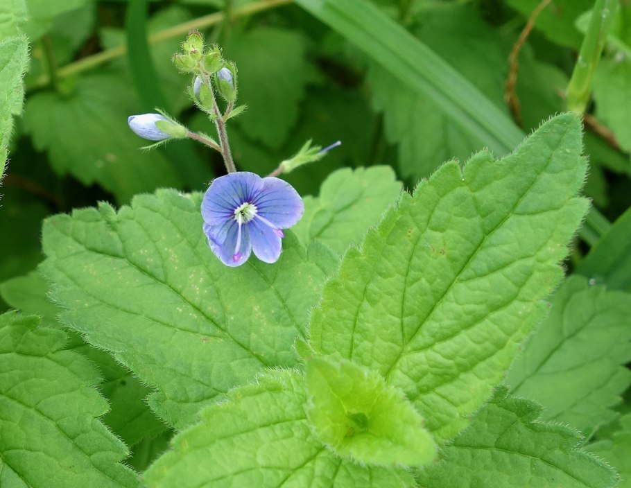 Veronica gentianoides