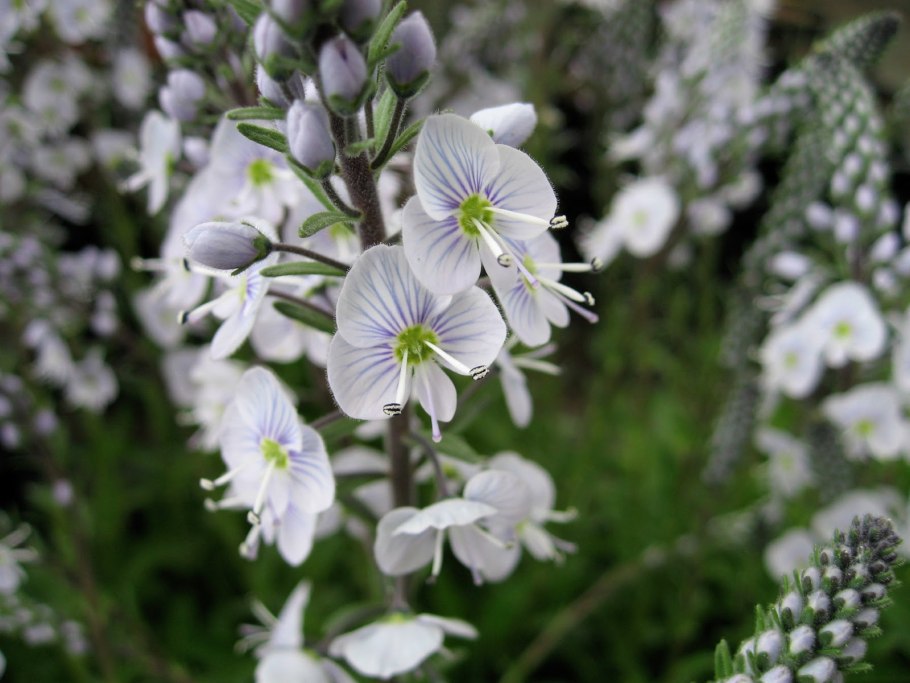 Вероника колосковая Ротфукс