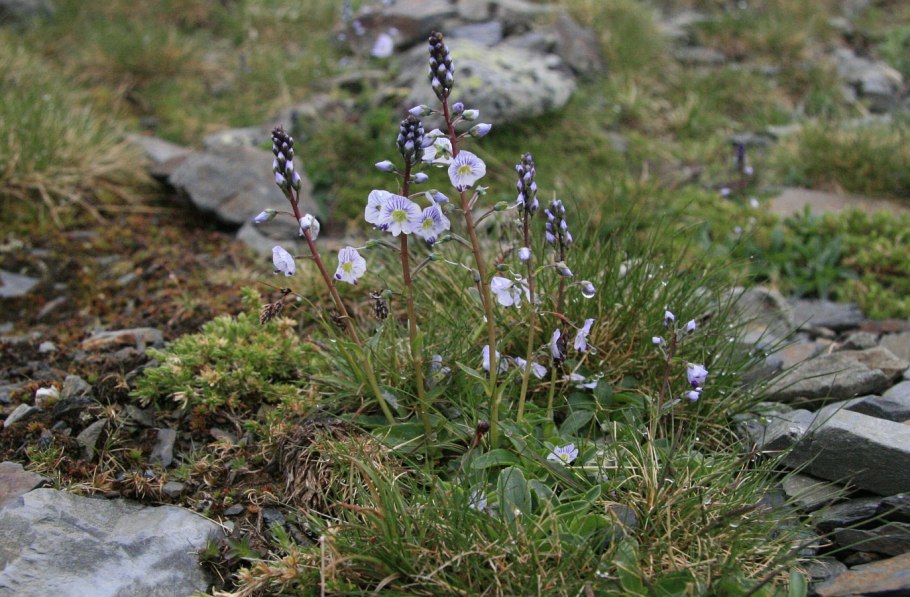 Veronica gentianoides