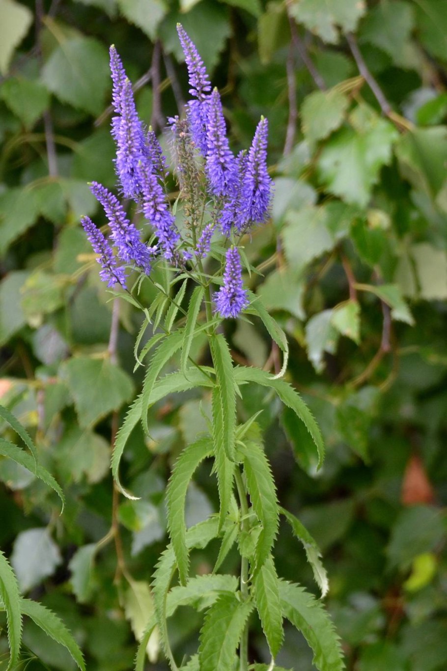 Вероника колосковая Ротфукс