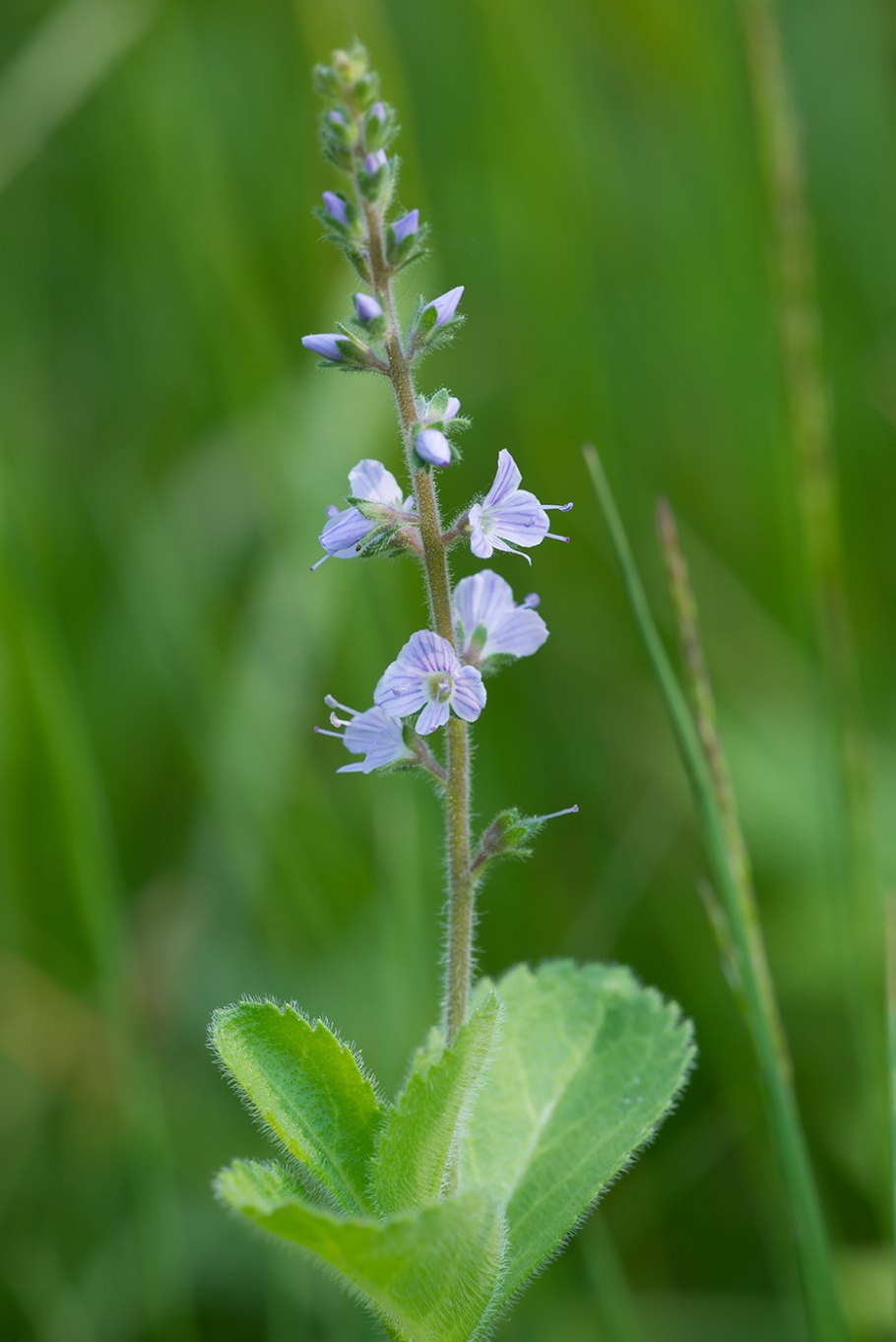 Вероника лекарственная veronica officinalis