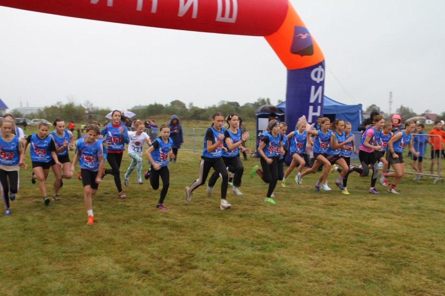 Вероника длиннолистная (Veronica longifolia &#96;Blue&#96;)