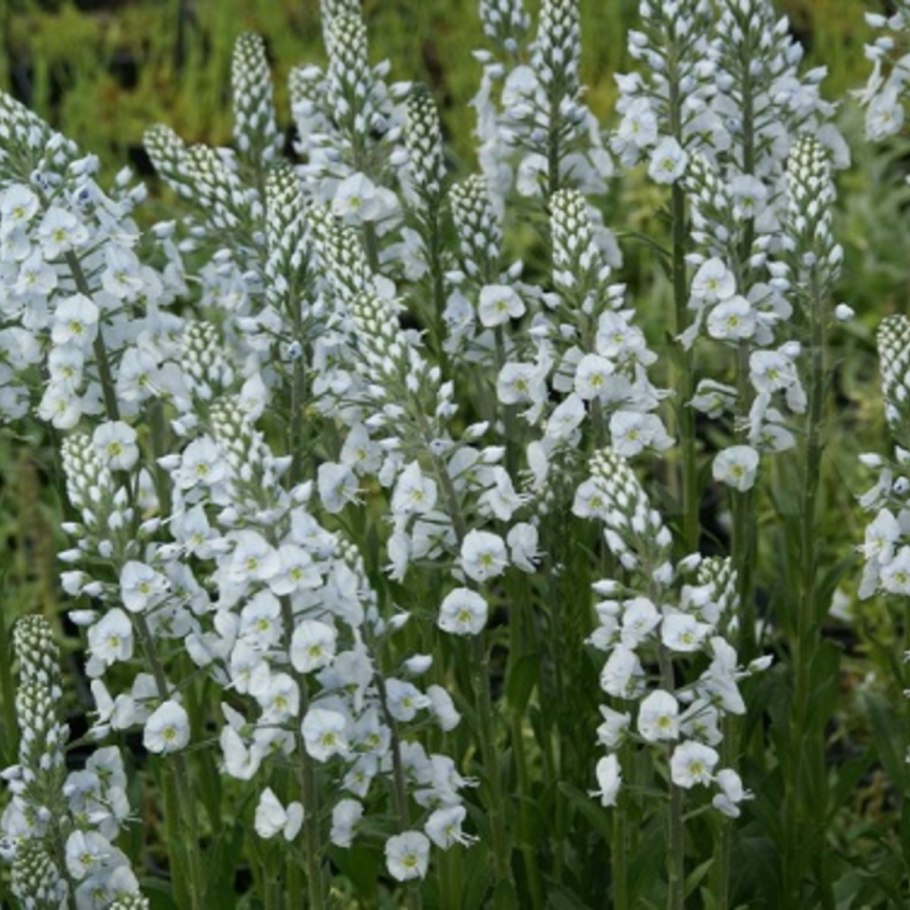 Вероника Мазалова Южно Сахалинск