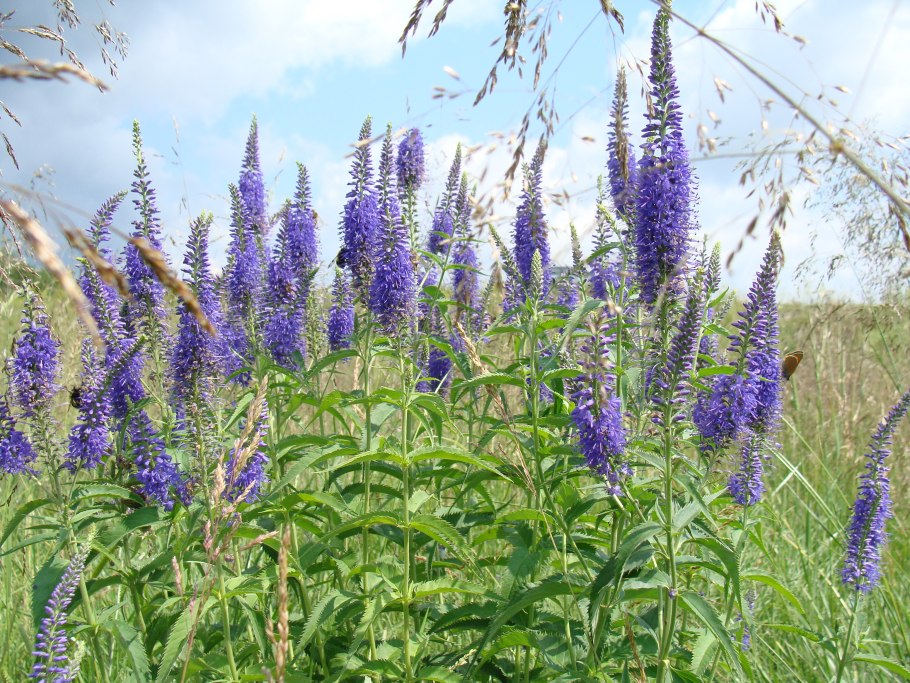 Вероника горечавковая Паллида