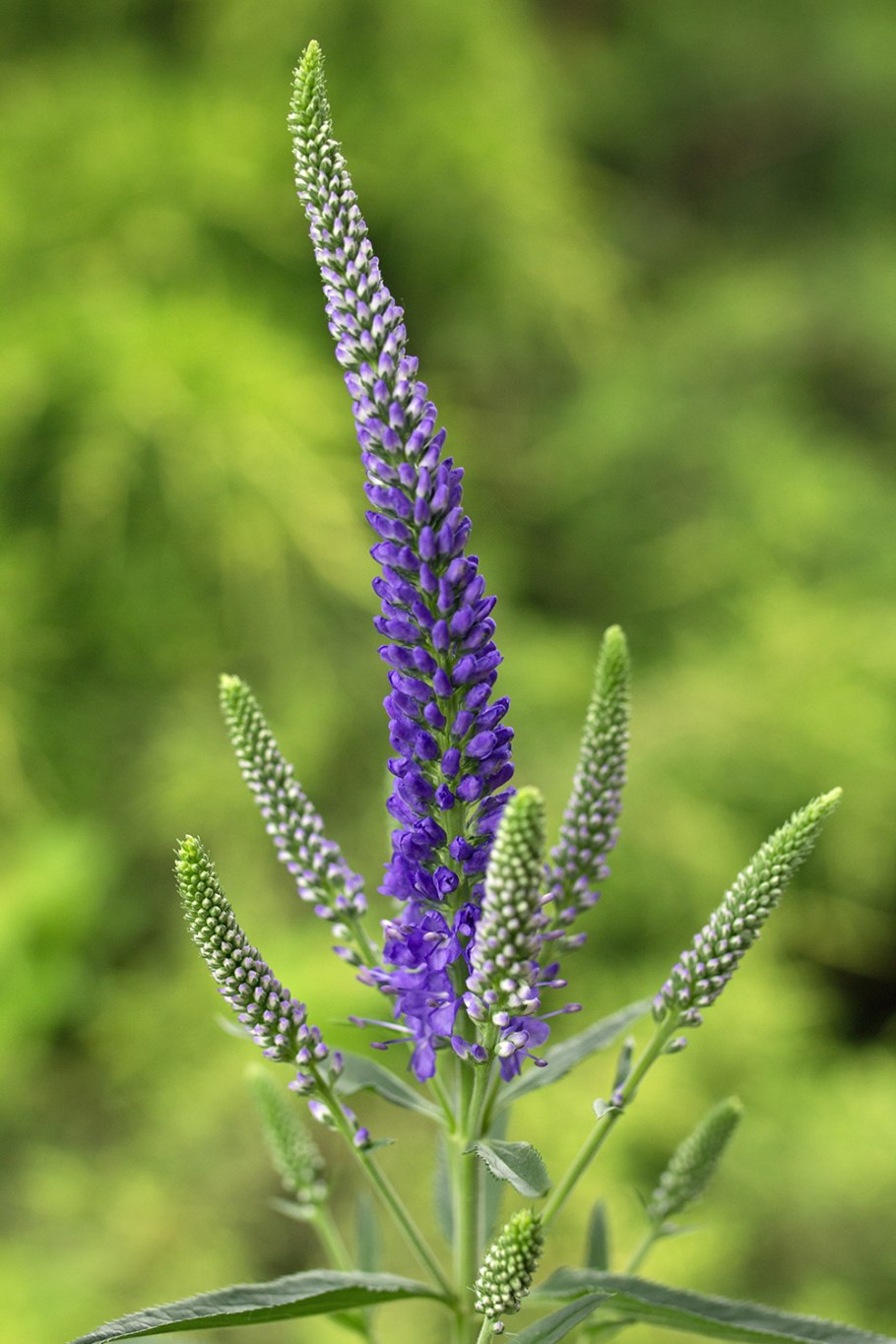 Вероника колосистая heidekind