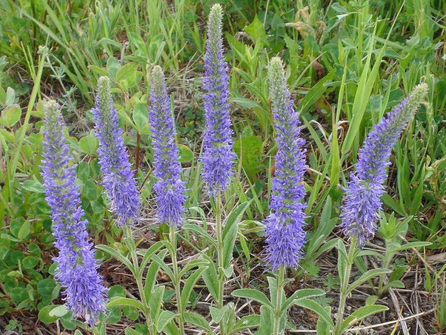 Вероника колосковая алстэ блу двоф