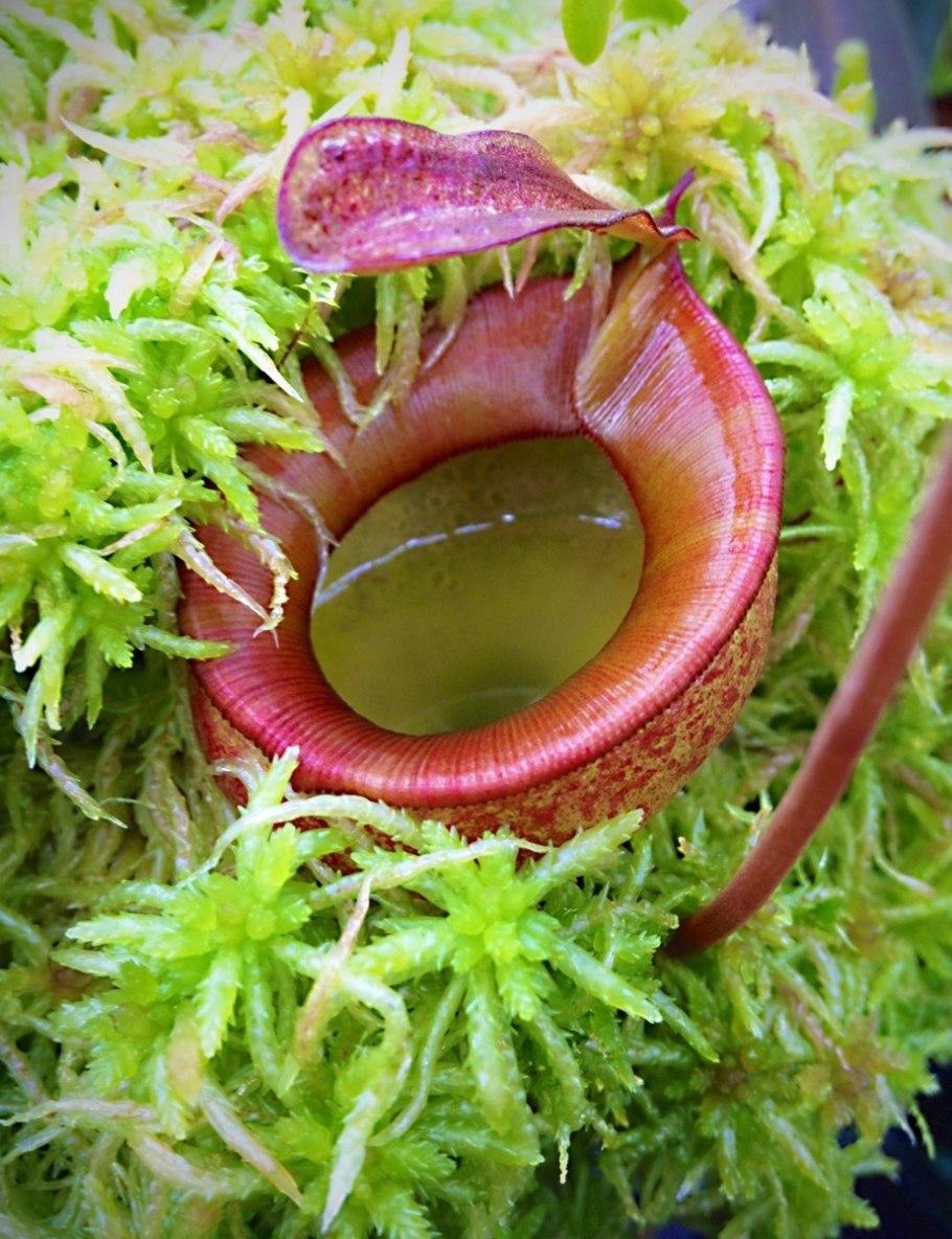 Росянка мухоловка непентес