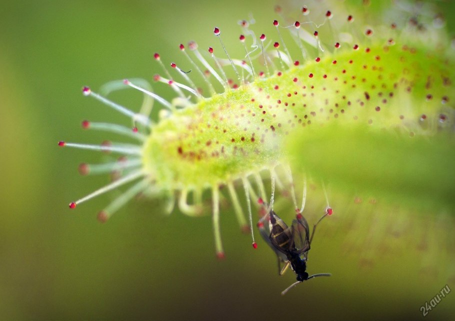 Растение хищник венерина мухоловка