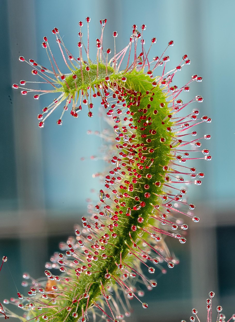 Карниворус растение