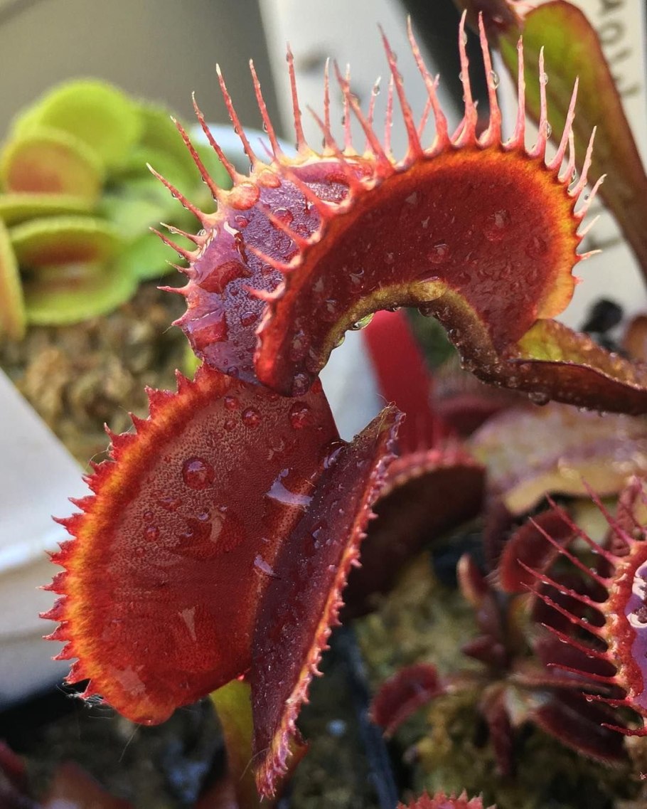 Венерина дионея