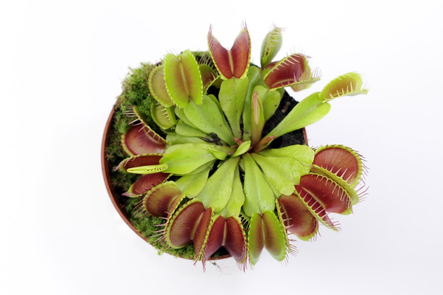 Росинка круглолистная