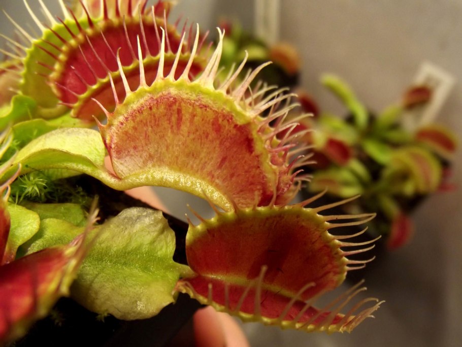 Цветок хищник Венерина мухоловка