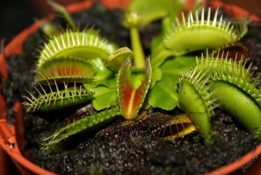 Растение венерина мухоловка