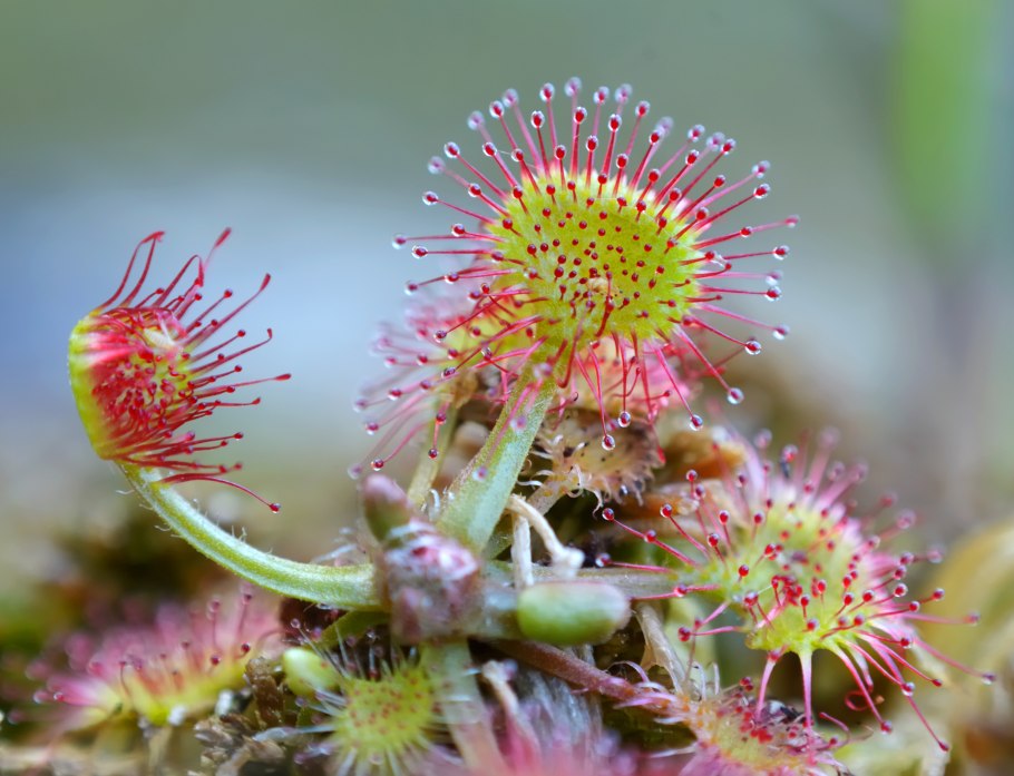 Росянка (drosera)