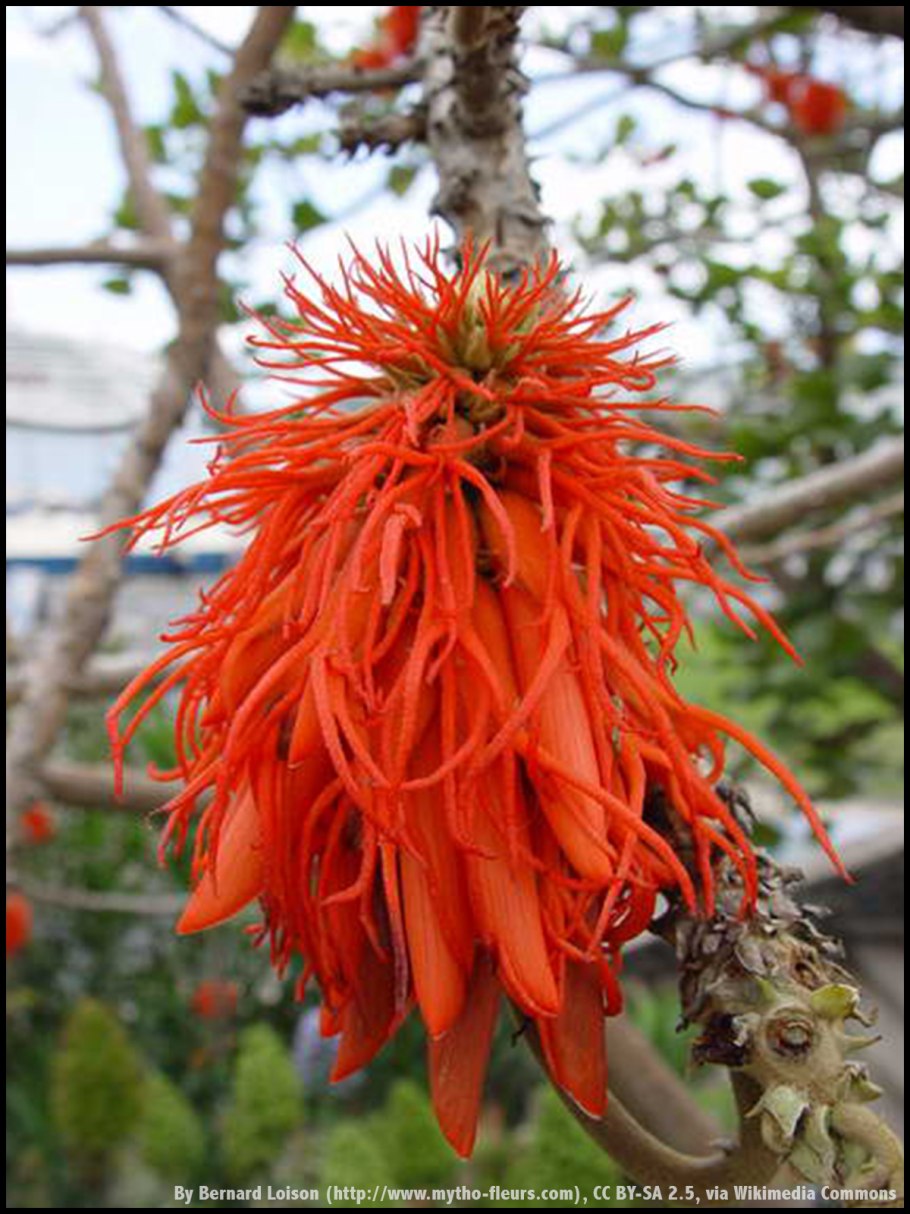 Erythrina Crista-Galli 'compacta'