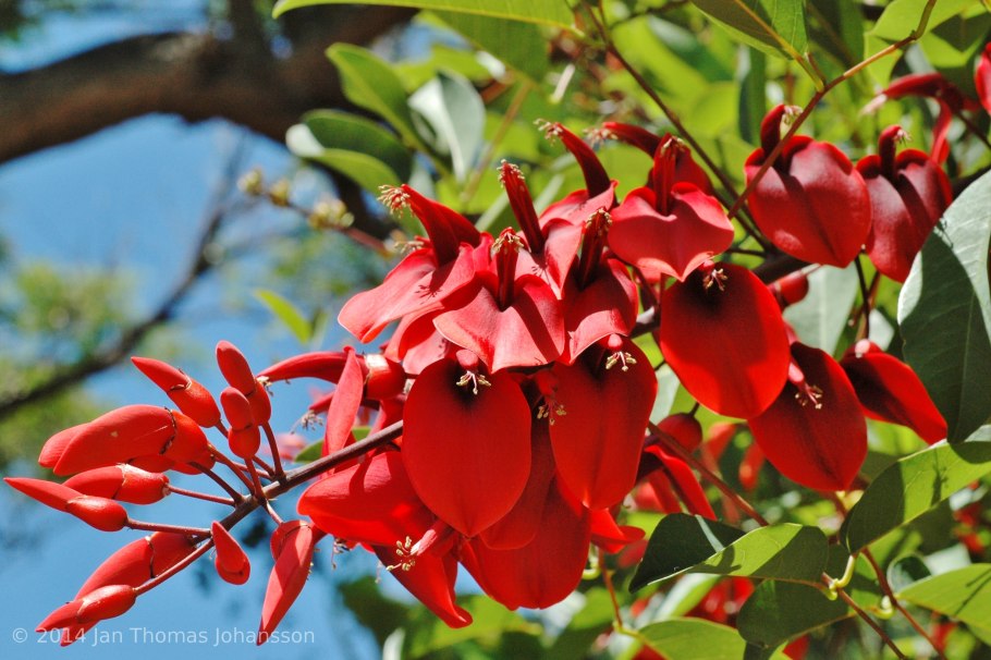 Erythrina Crista-Galli