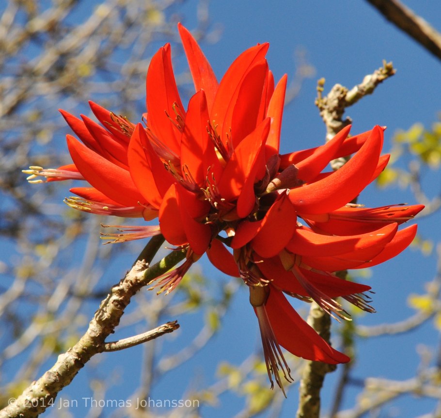 Erythrina acanthocarpa