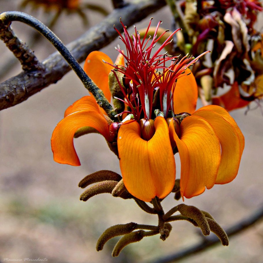 Erythrina acanthocarpa