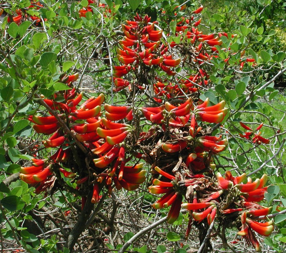Erythrina Crista-Galli