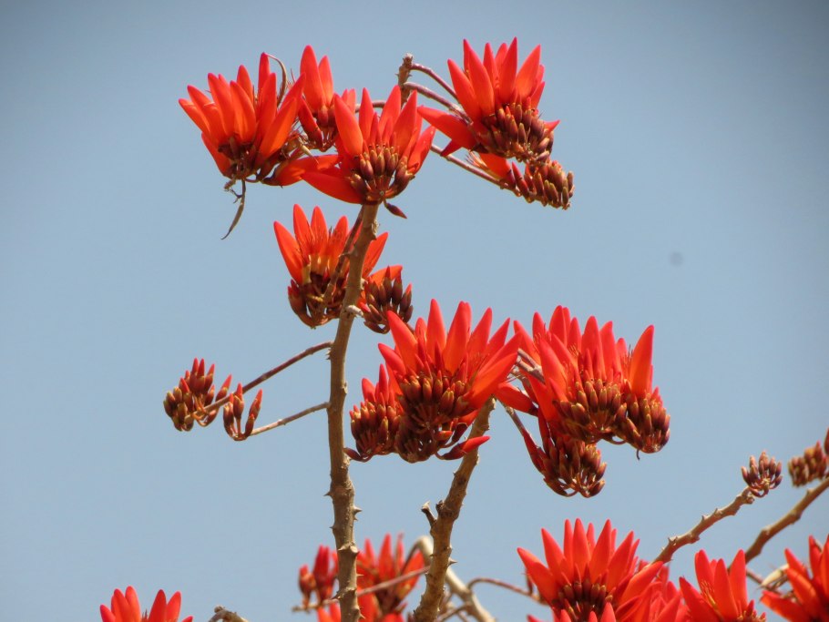 (Erythrina Indica),дерево мандара.