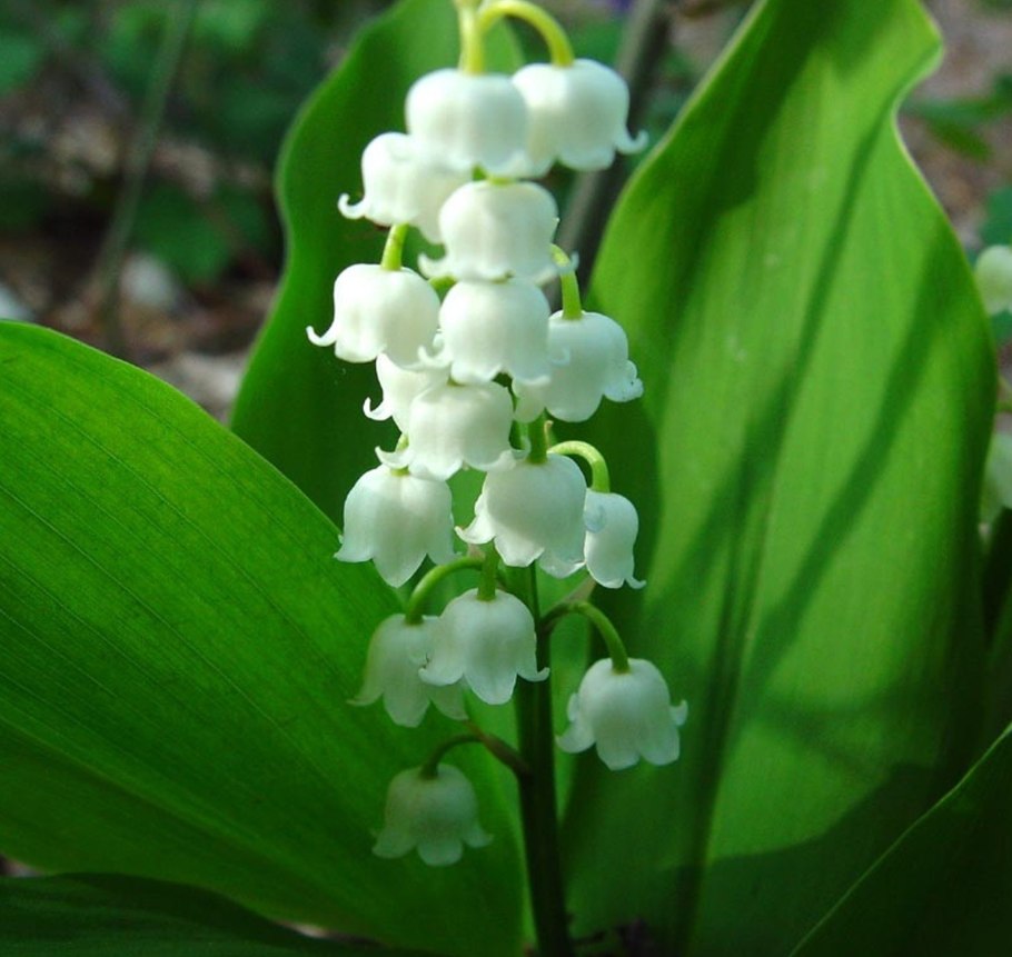 Ландыш полевой