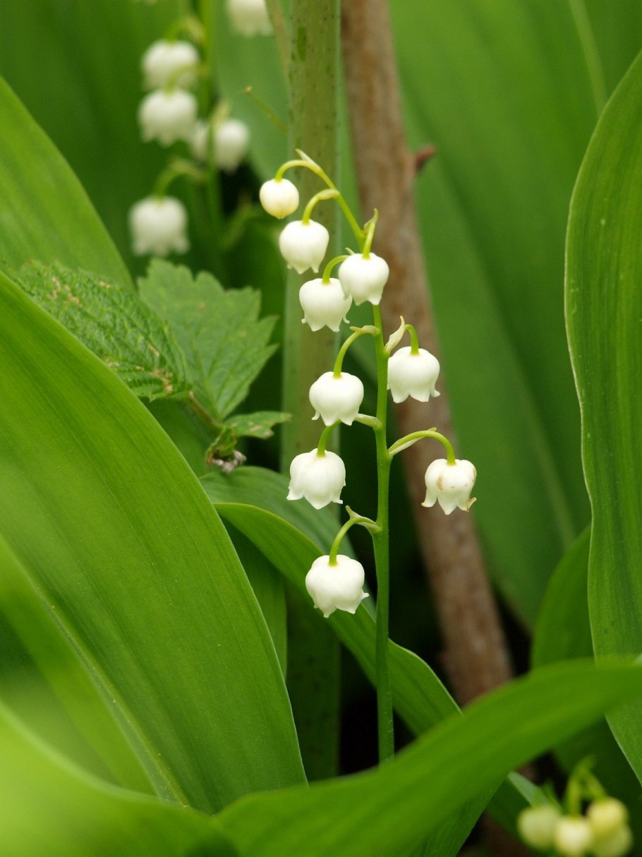Ландыш Майский (листья и цветки) *
