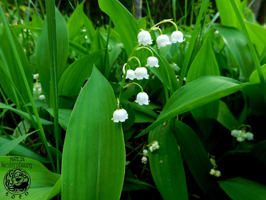 Ландыш горный Convallaria Montana