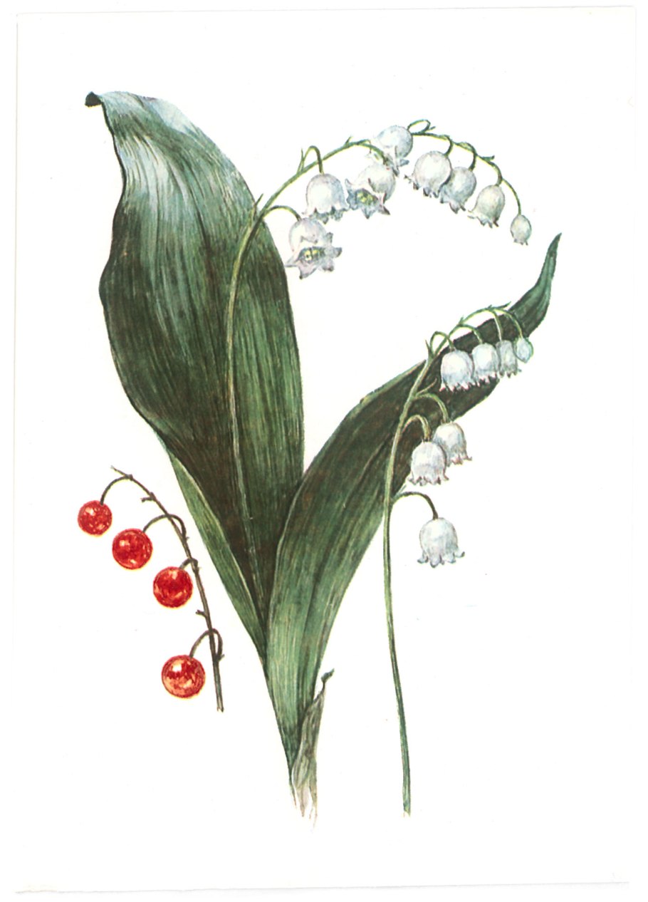 Ландыш Закавказский - Convallaria transcaucasica;
