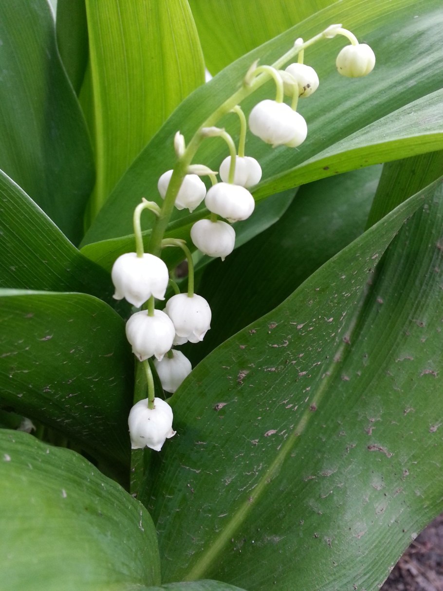 Ландыш Кейске