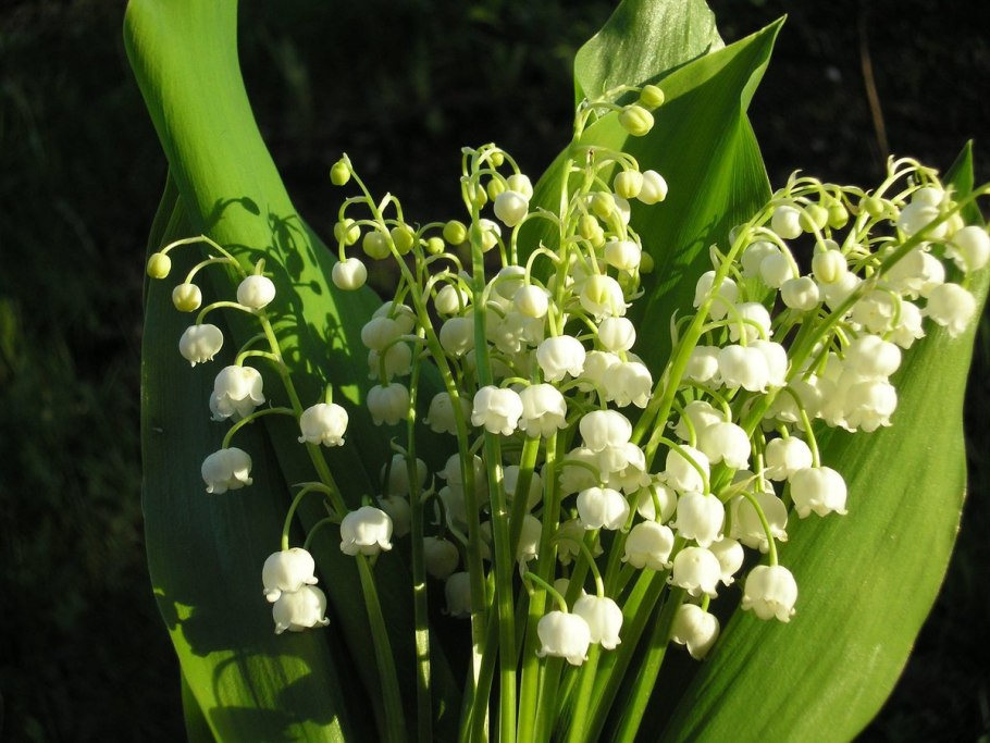 Ландыш Майский (Convallaria Majalis)