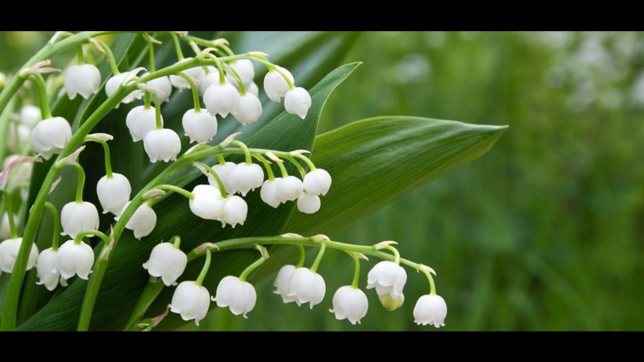 Ландыш Майский (Convallaria Majalis Bordeaux)