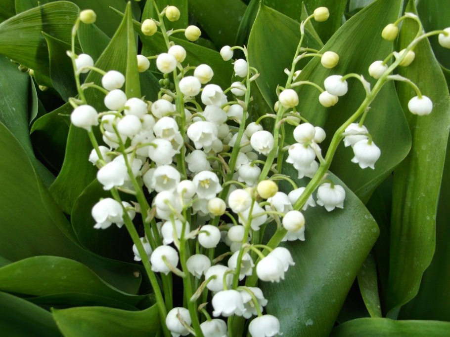 Ландыш Майский (Convallaria Majalis l.)
