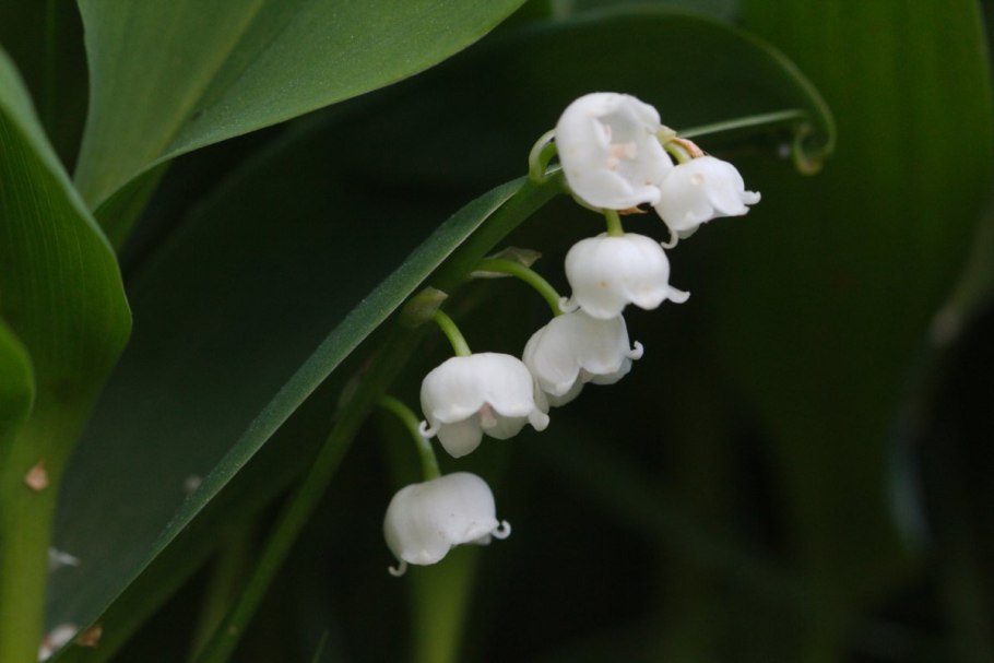 Ландыш майский convallaria majalis