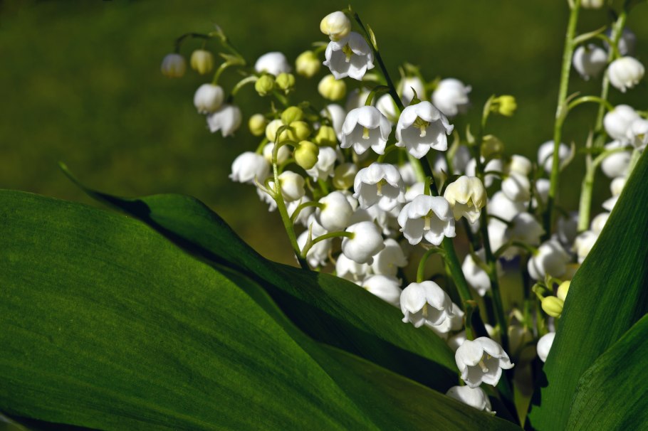 Ландыш горный Convallaria Montana