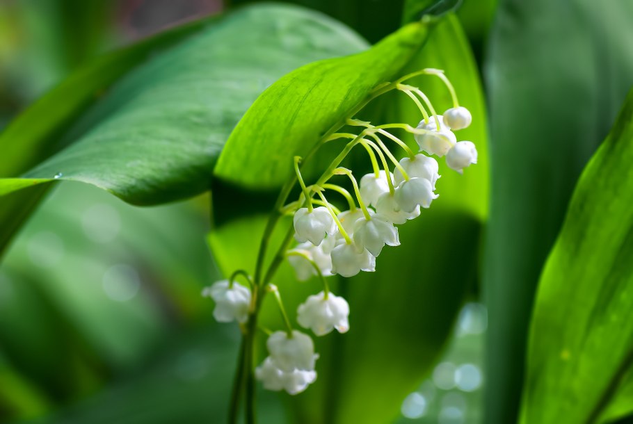 Ландыш Майский (Convallaria Majalis l.)