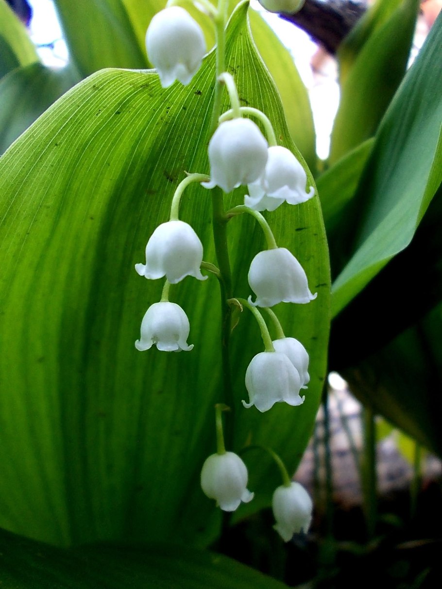 Ландыш Майский цветок