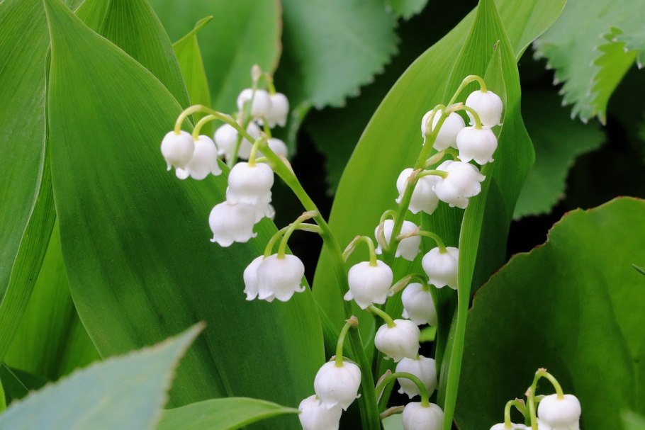 Ландыш майский convallaria majalis