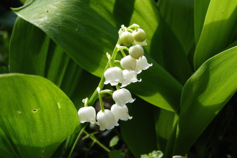 Ландыш Майский (Convallaria Majalis)