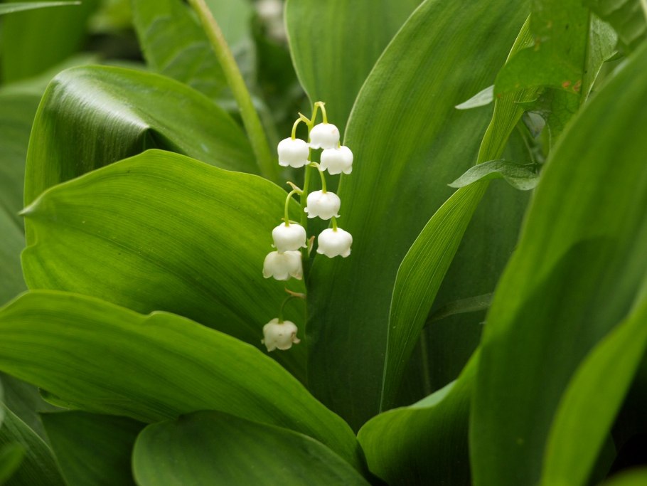 Ландыши майские