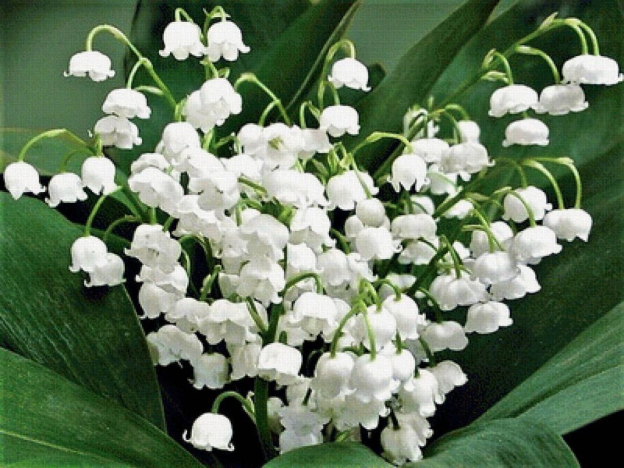 Ландыш Майский (Convallaria Majalis l.)
