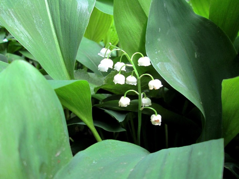 Лилейные Ландыш