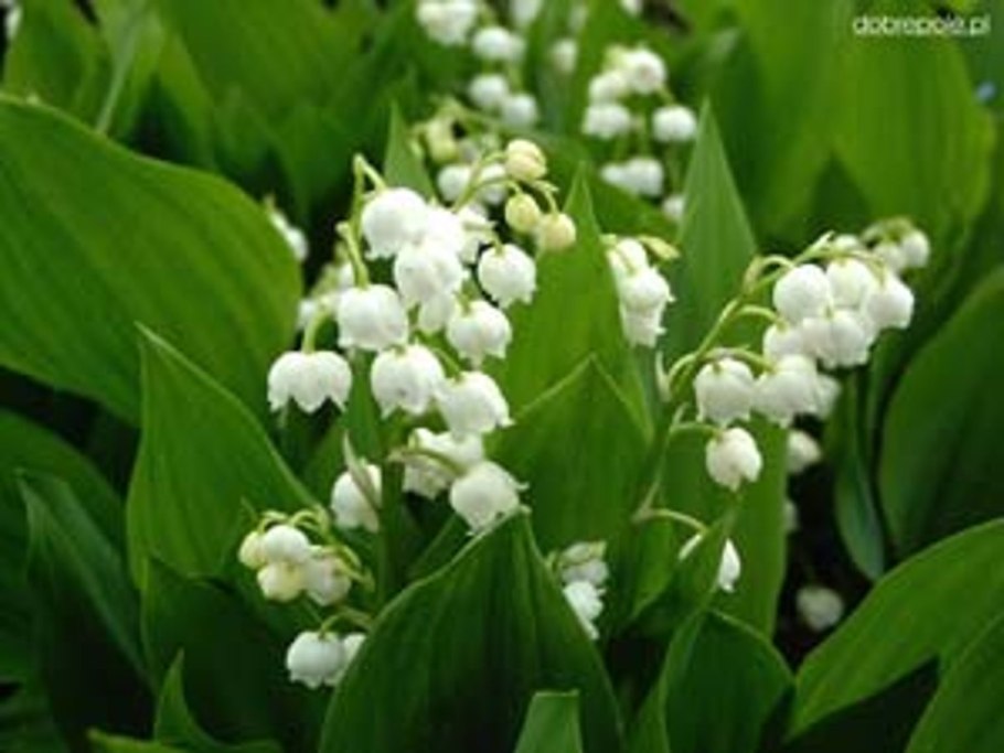 Ла́ндыш Ма́йский, Convallária Majális