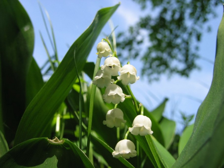 Ландыш Convallaria Majalis